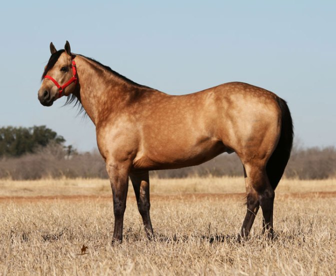 AQHA High Point All Around Stallion: Bucks Hancock Dude