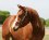 Team Roping Horse - Heeling: Big Time Quail