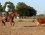 Team Roping Horse - Heeling: Big Time Quail